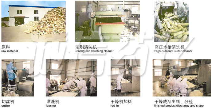 DWC系列脫水蔬菜帶式干燥機